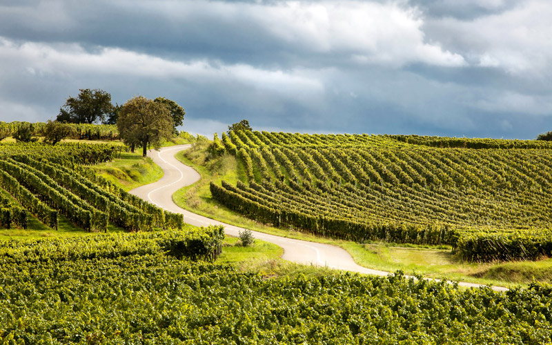 Винный тур во Францию, регион Эльзас, Дорога белых вин
